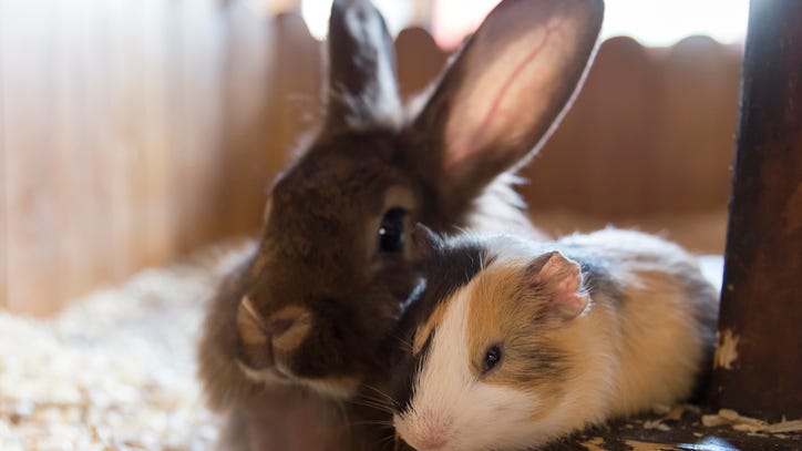 Difference Makers with big hearts rescue, rehab the smallest animals