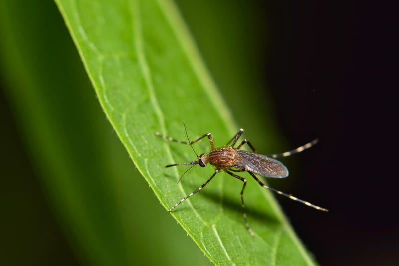  Residents in Metro Detroit are at an increased risk of contacting West Nile virus after mosquitos in the area tested positive for the disease, authorities warned.