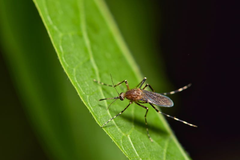 West Nile