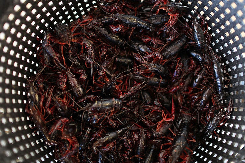 How did one of dozens of local crawfish species become the one we boil?