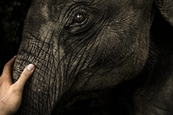 Man with hand on elephant's trunk