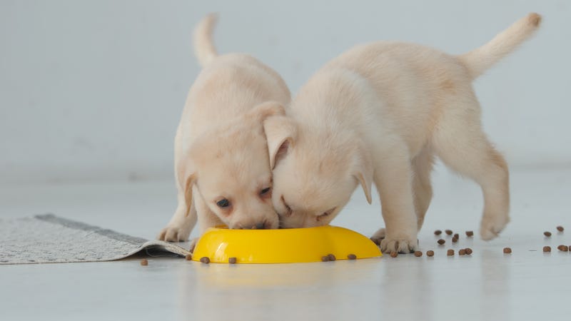 puppy bowl