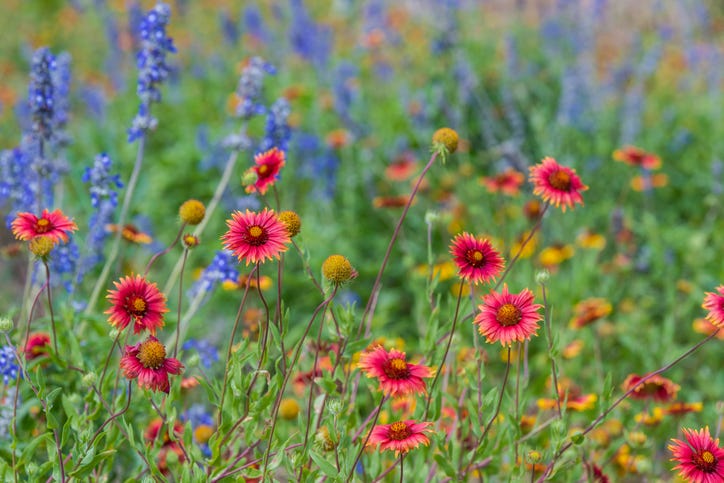 wildflowers