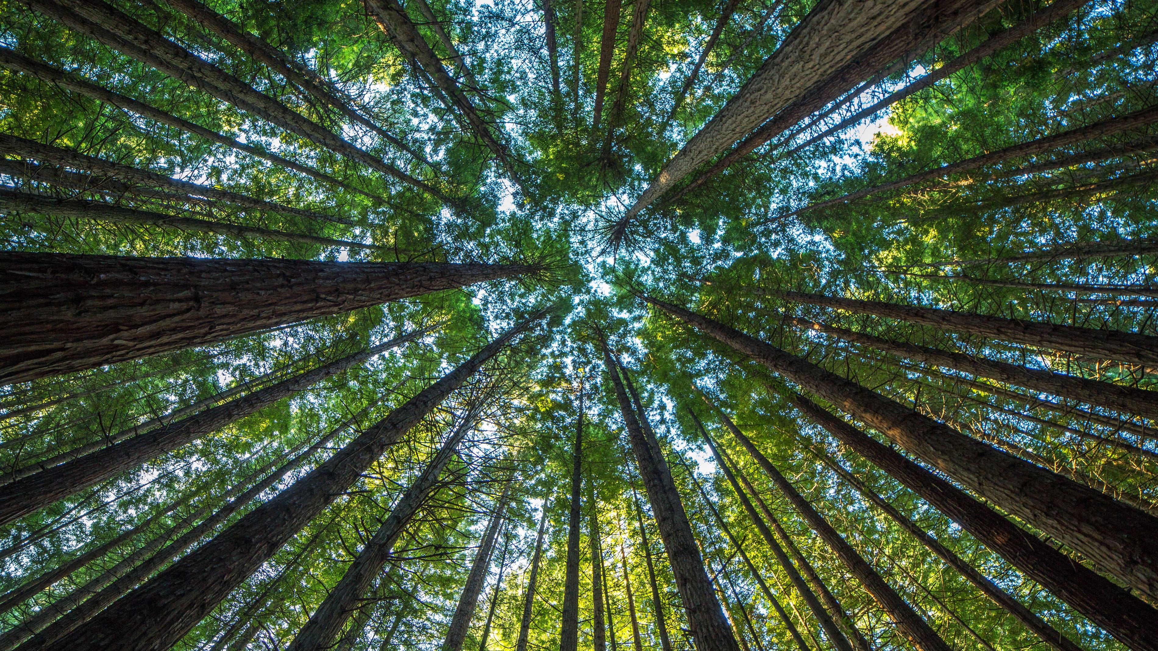 Big landowner closing California forests due to fire danger