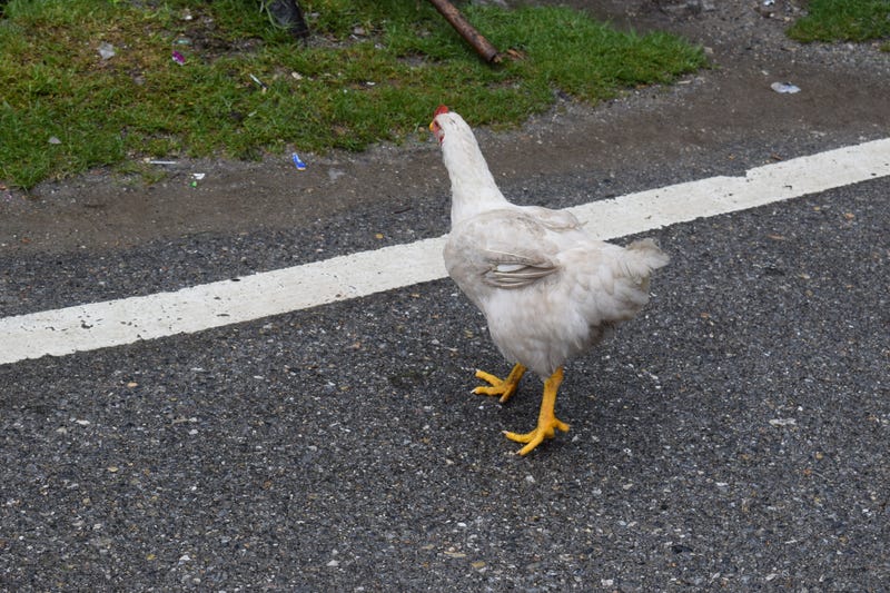 chix