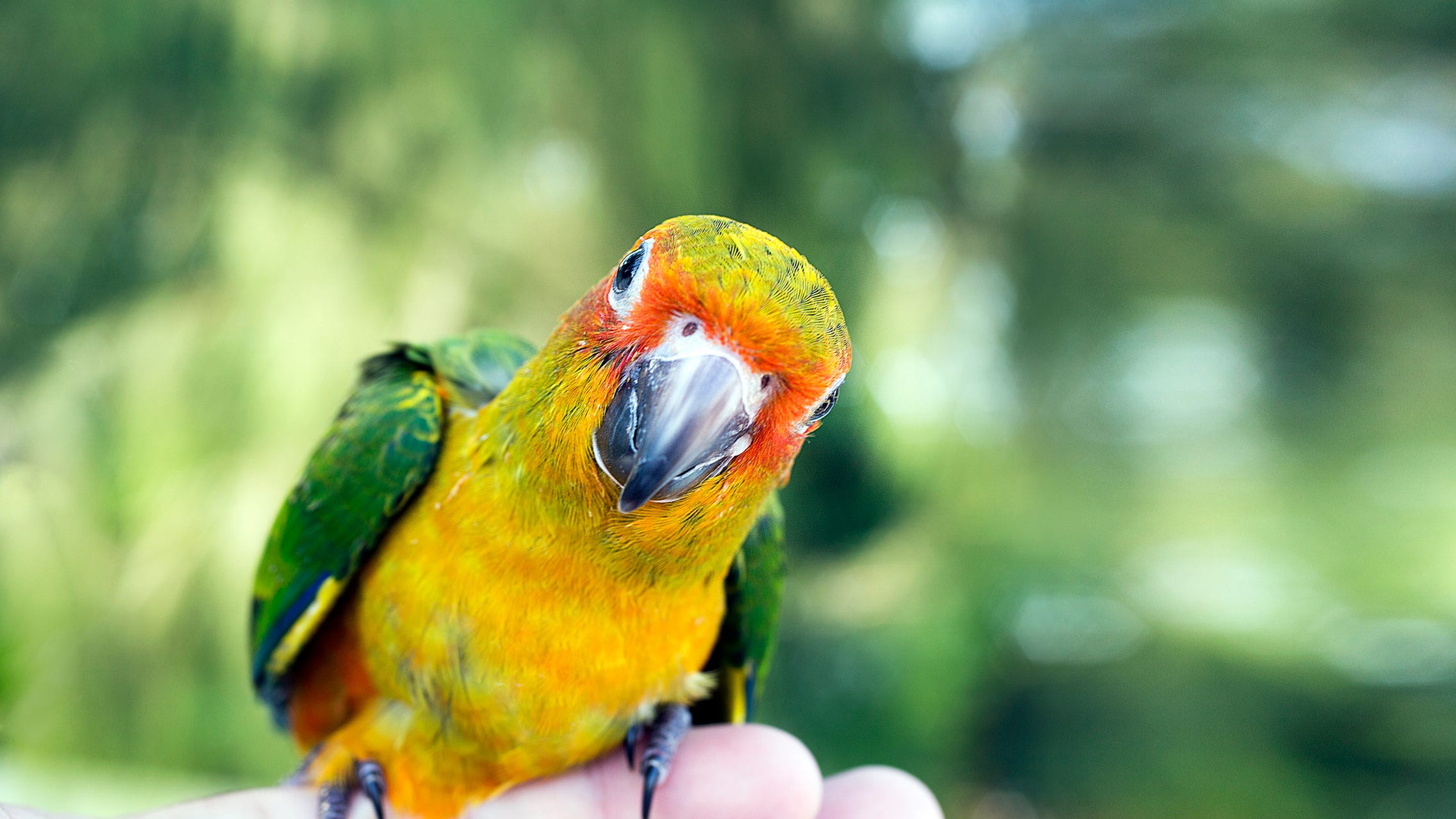 Bird flu detected in Washtenaw County after pet parrots die from the virus