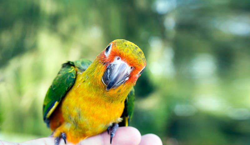 Cute green bird on finger, Parrot on the finger, Parrot Sun conure on hand. Feeding Colorful parrots on human hand. Bird on finger