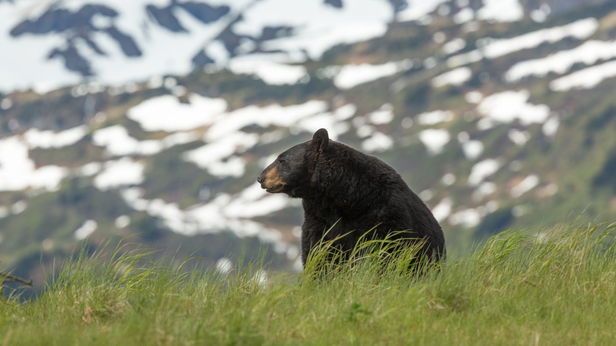 Soldier killed by bear near base in Alaska