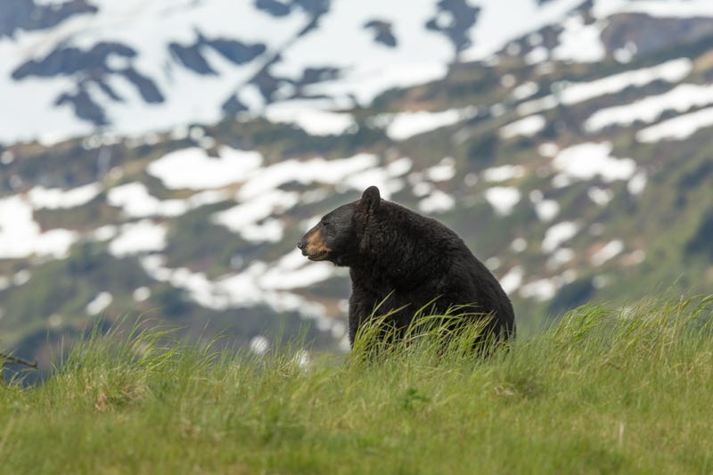 Black bear near Anchorage, Alaska. 