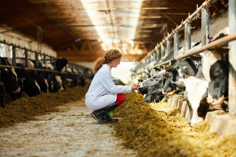 Large animal veterinarian