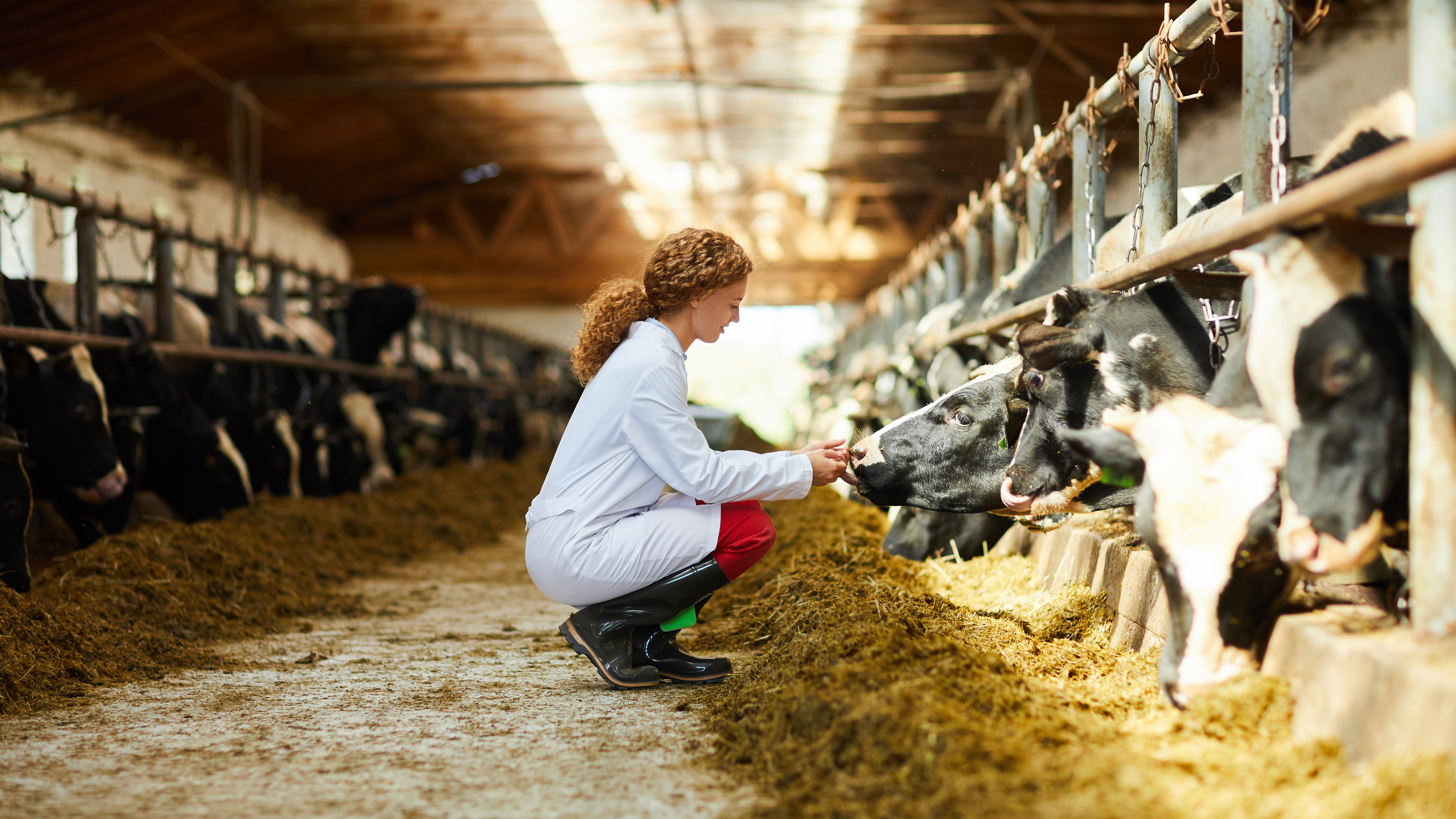 Local farms selling meat directly to consumers