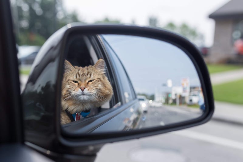 Cat in car rearview mirror
