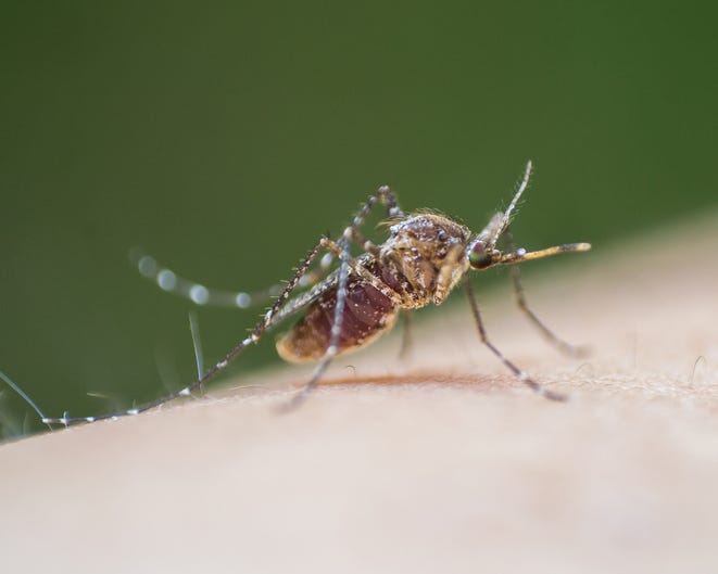 Dallas County reports first WNV death of the year