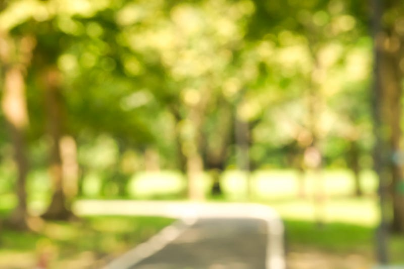 blurred nature park