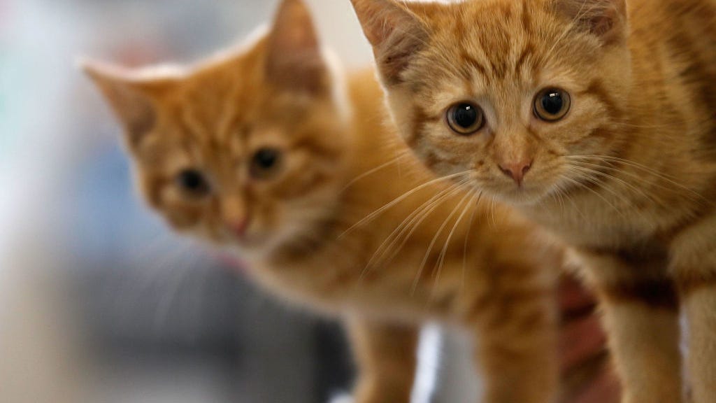 San Jose community alarmed after two house cats shot with pellet gun