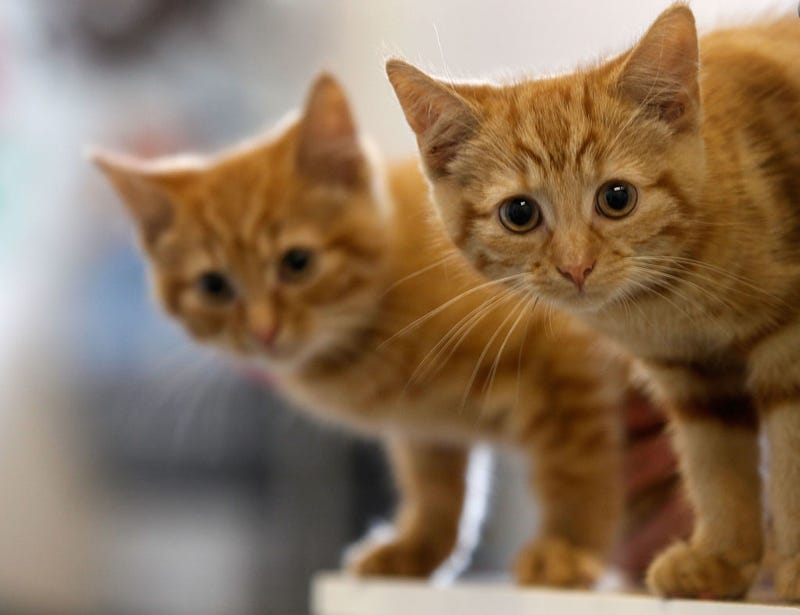Milly, a 13-week-old kitten waits with her brother Charlie (L) to be re-homed at The Society for Abandoned Animals Sanctuary in Sale, Manchester.