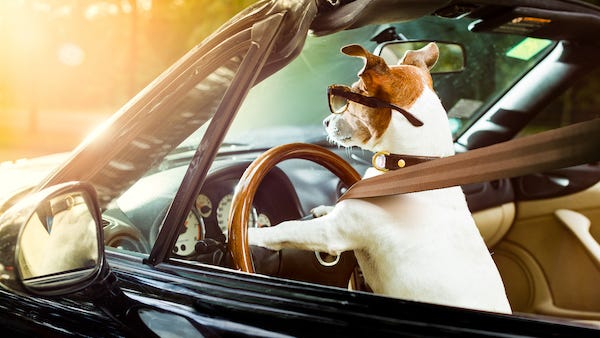 Drunk driver tried to switch seats with his dog after being pulled over by police