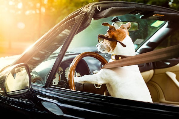 Dog wearing sunglasses driving a car