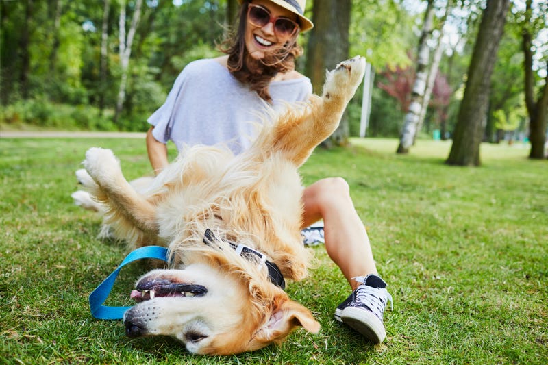 Dogs