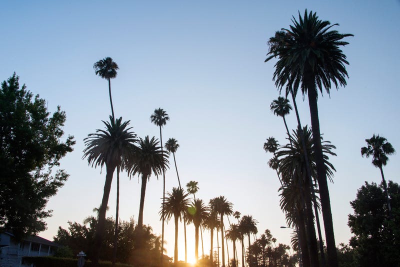 A view of palm trees during sunset in West Hollywood, California.