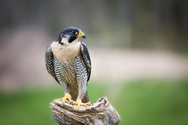 A pair of peregrine falcons have become Bay Area celebrities in their own right over the last five years, nesting atop UC Berkeley’s Sather Tower and raising their brood of chicks on camera.