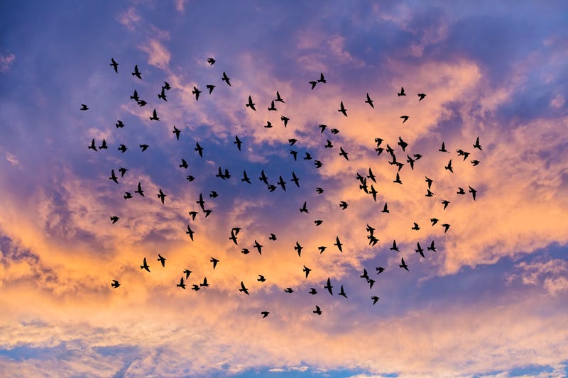 Flock of birds flying