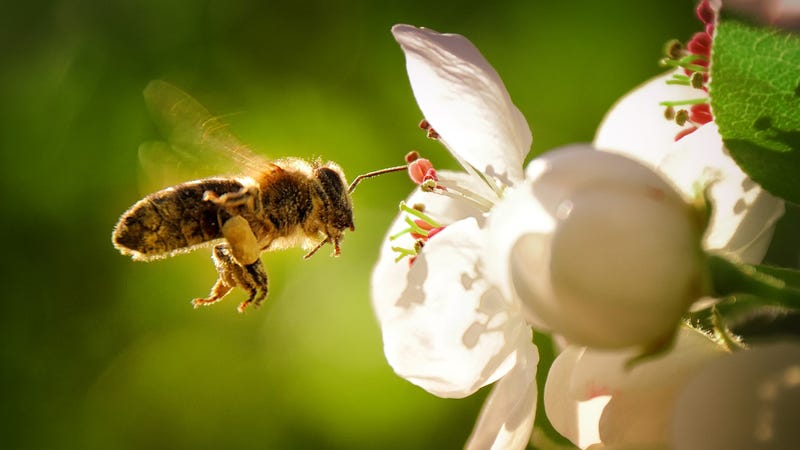 A pollinating bee.
