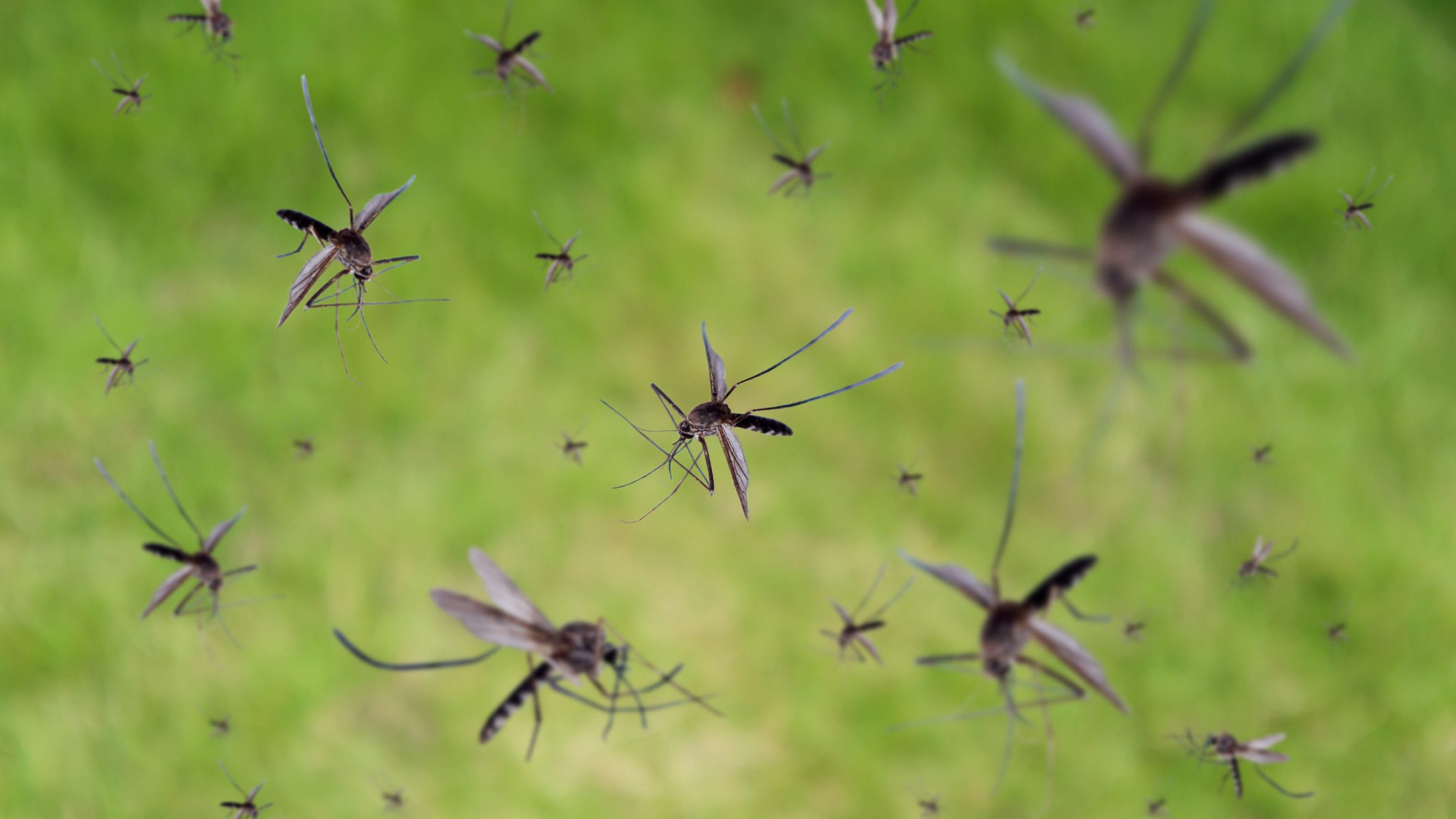 Mosquitoes with potentially deadly viruses invade Santa Cruz County