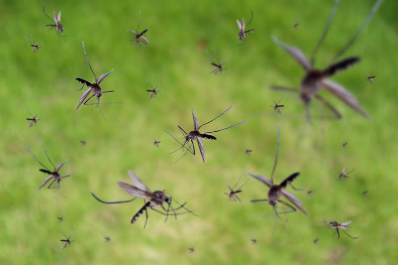 Mosquitoes