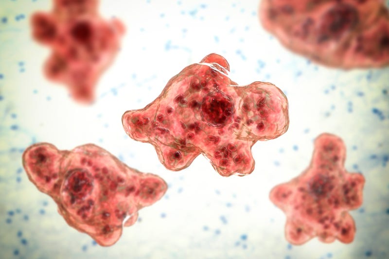 Brain-eating amoeba