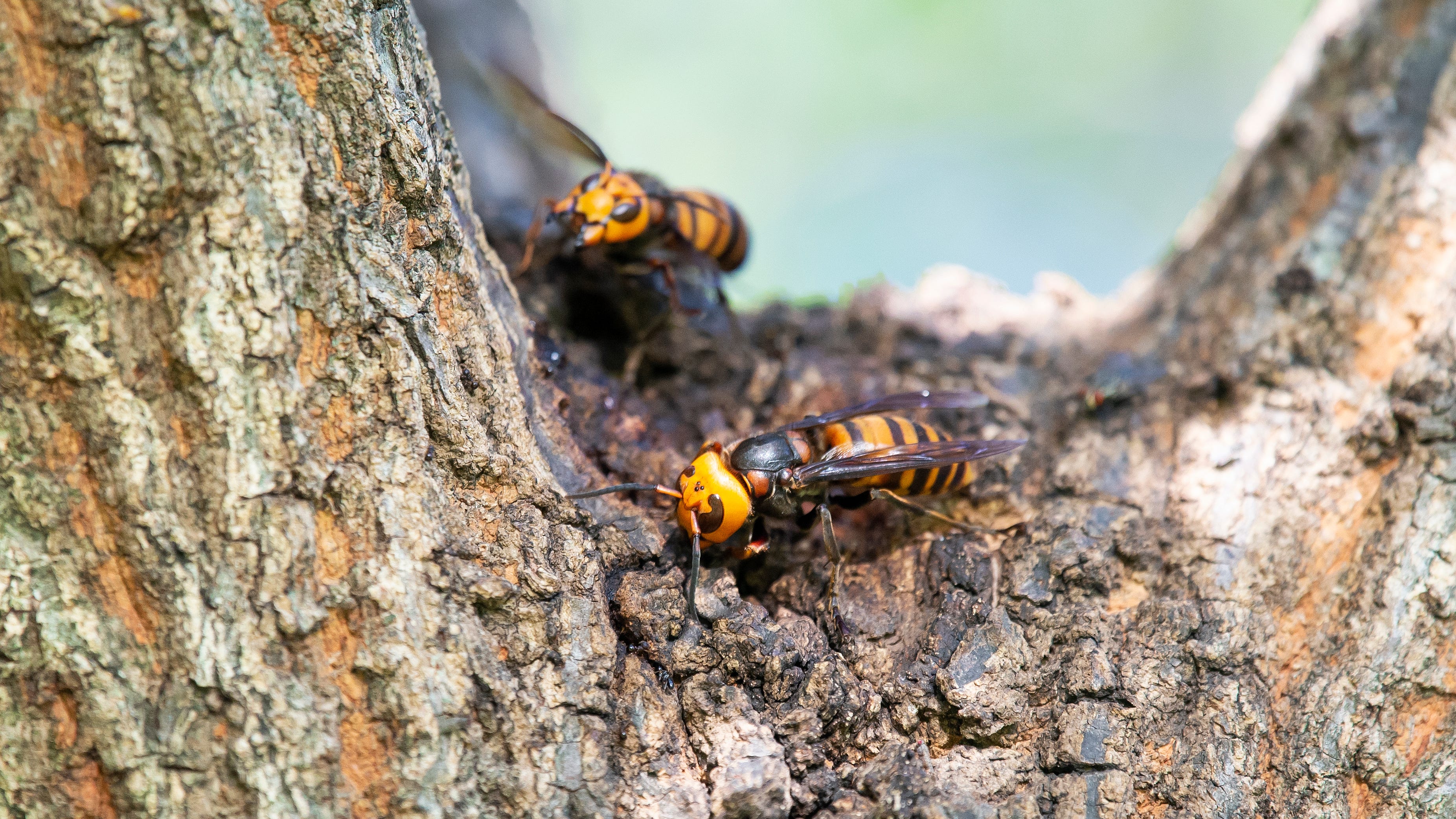 Murder hornets might return in the US this spring, experts warn