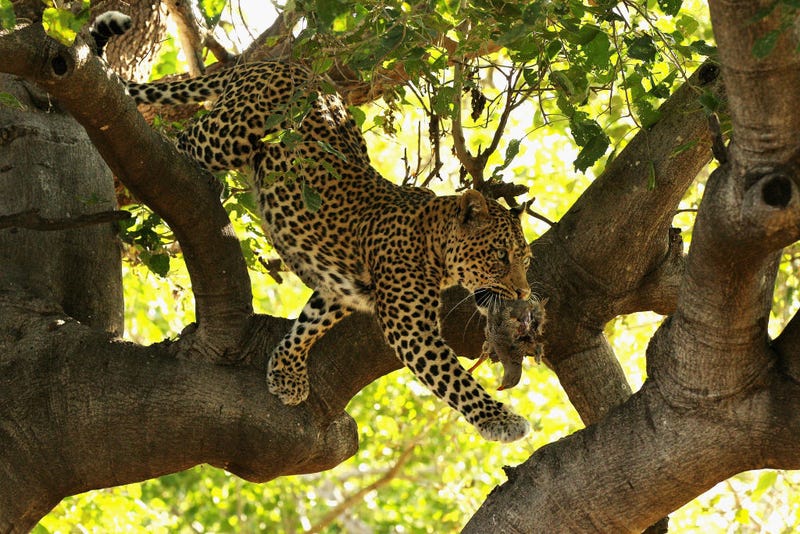 Leopard