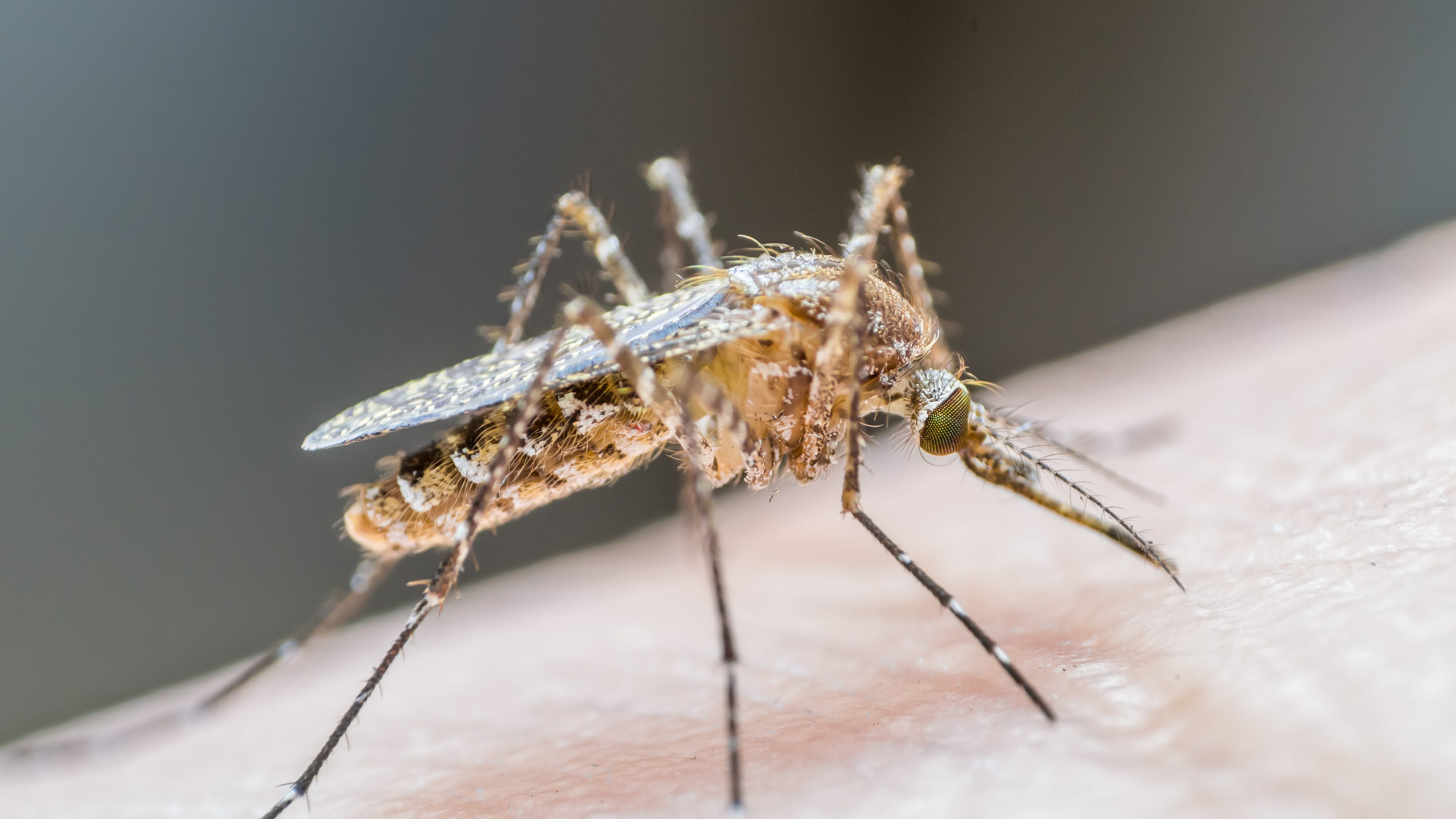 L.A. County announces first human cases of West Nile virus