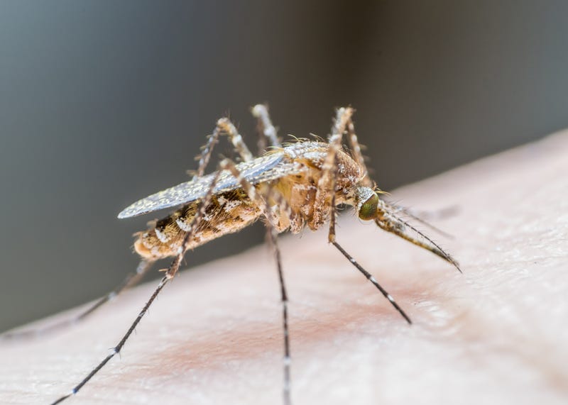 Aedes aegypti or yellow fever mosquito feeding blood on human skin, virus carrier spreading dengue, chikungunya, Zika, Mayaro, Malaria epidemic disease.