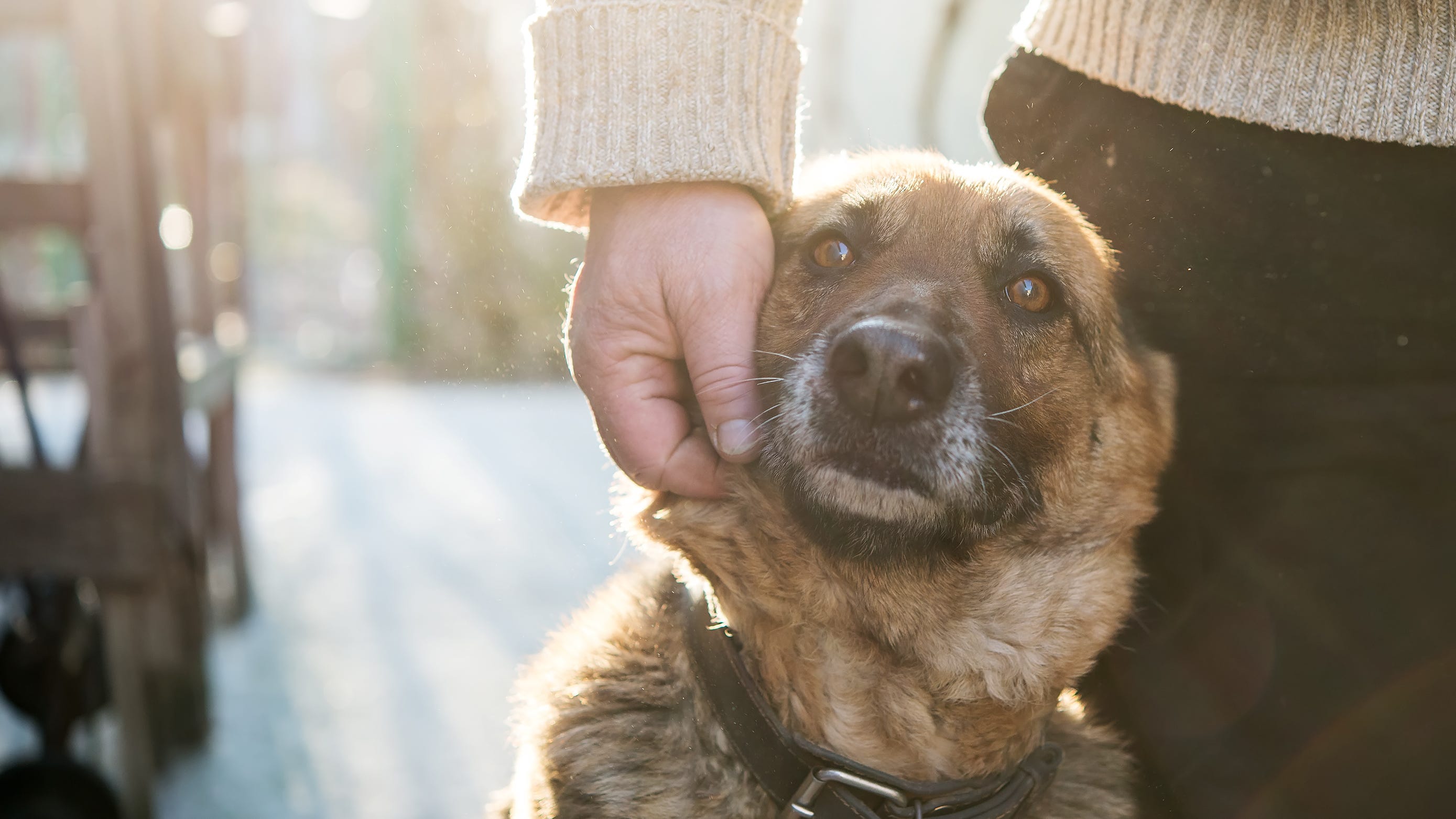 Share your rescue pet's touching 'tail' for Berkeley Humane's storytelling contest