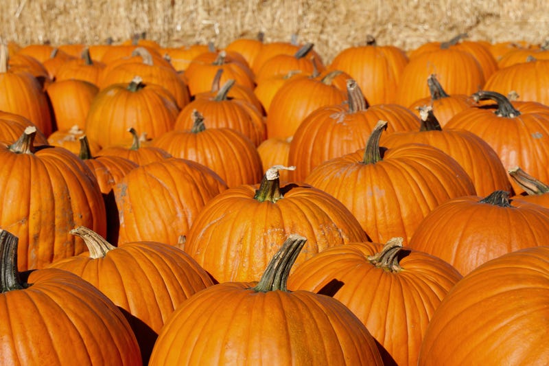 pumpkins at a pumpkin patch