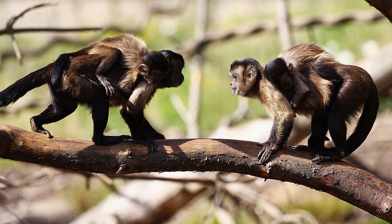 Monkey