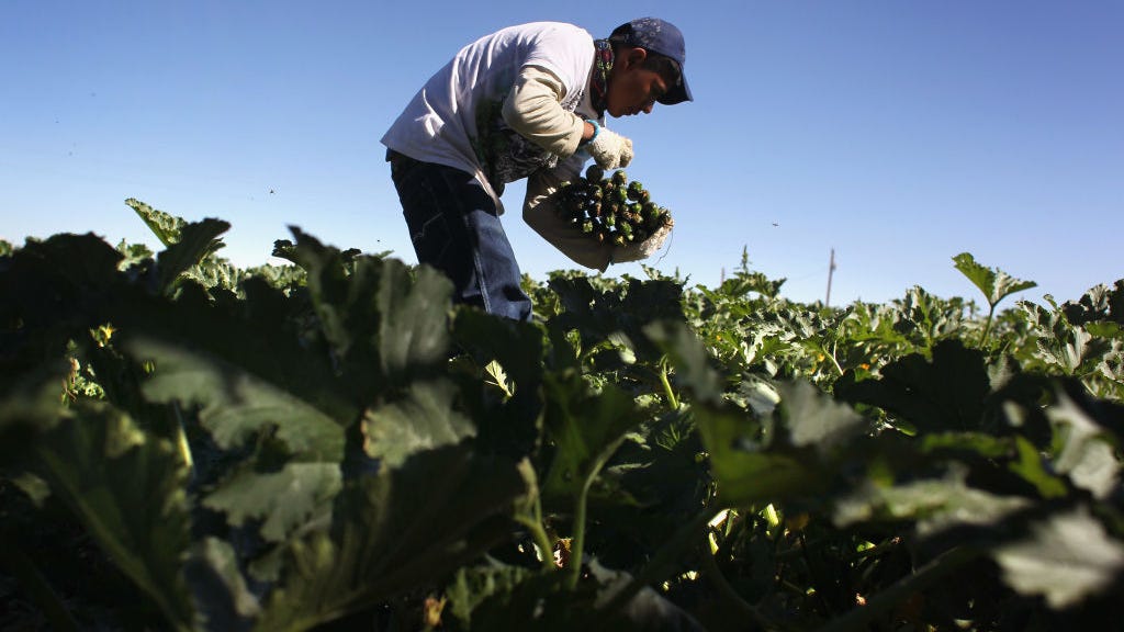 Bay Area farms struggle with thousands of dollars of damage from storms