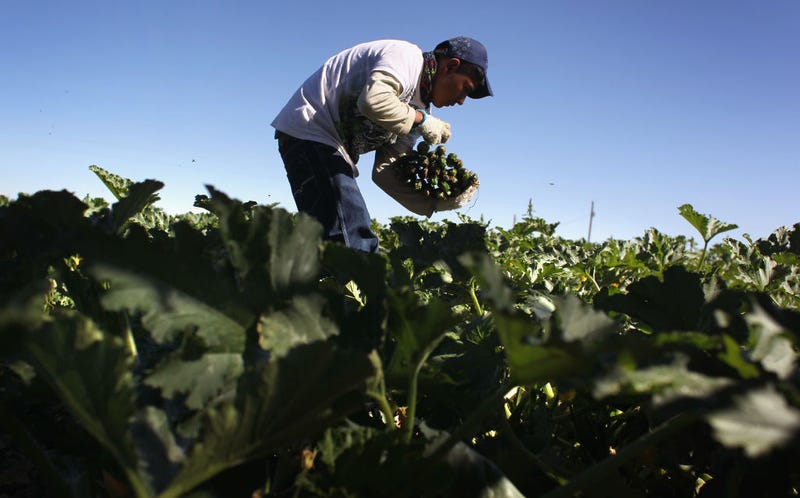 A migrant farm worker from Mexico harvests organic zucchini while working at the Grant Family Farms on September 3, 2010 in Wellington, Colorado.