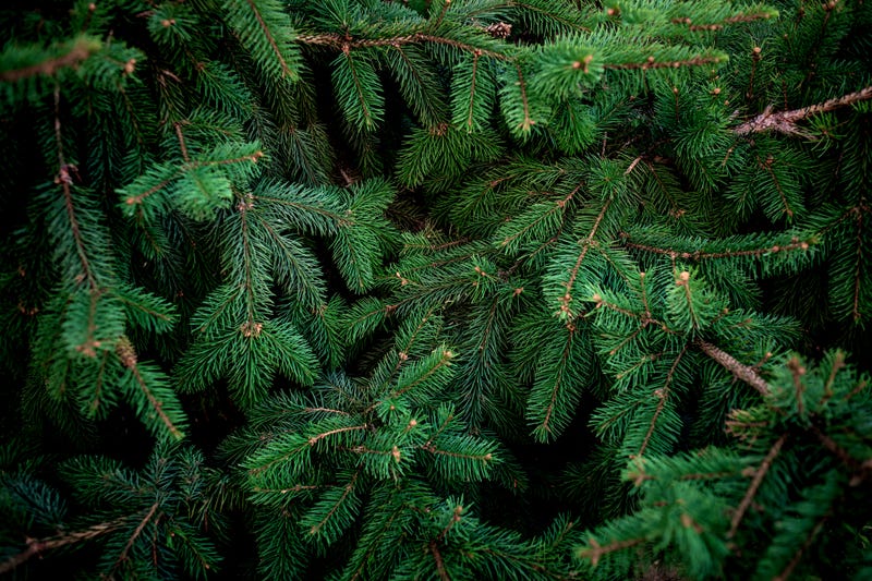 Fir tree bunch close up