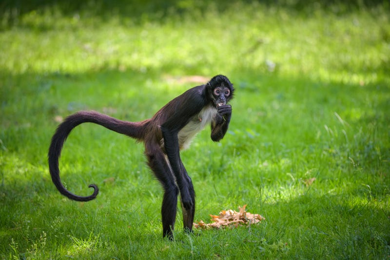 Spider monkey