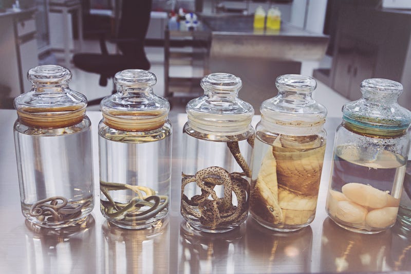 snakes preserved in jars