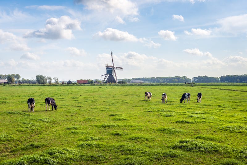 A USDA reporting error on Dutch demand for American beef