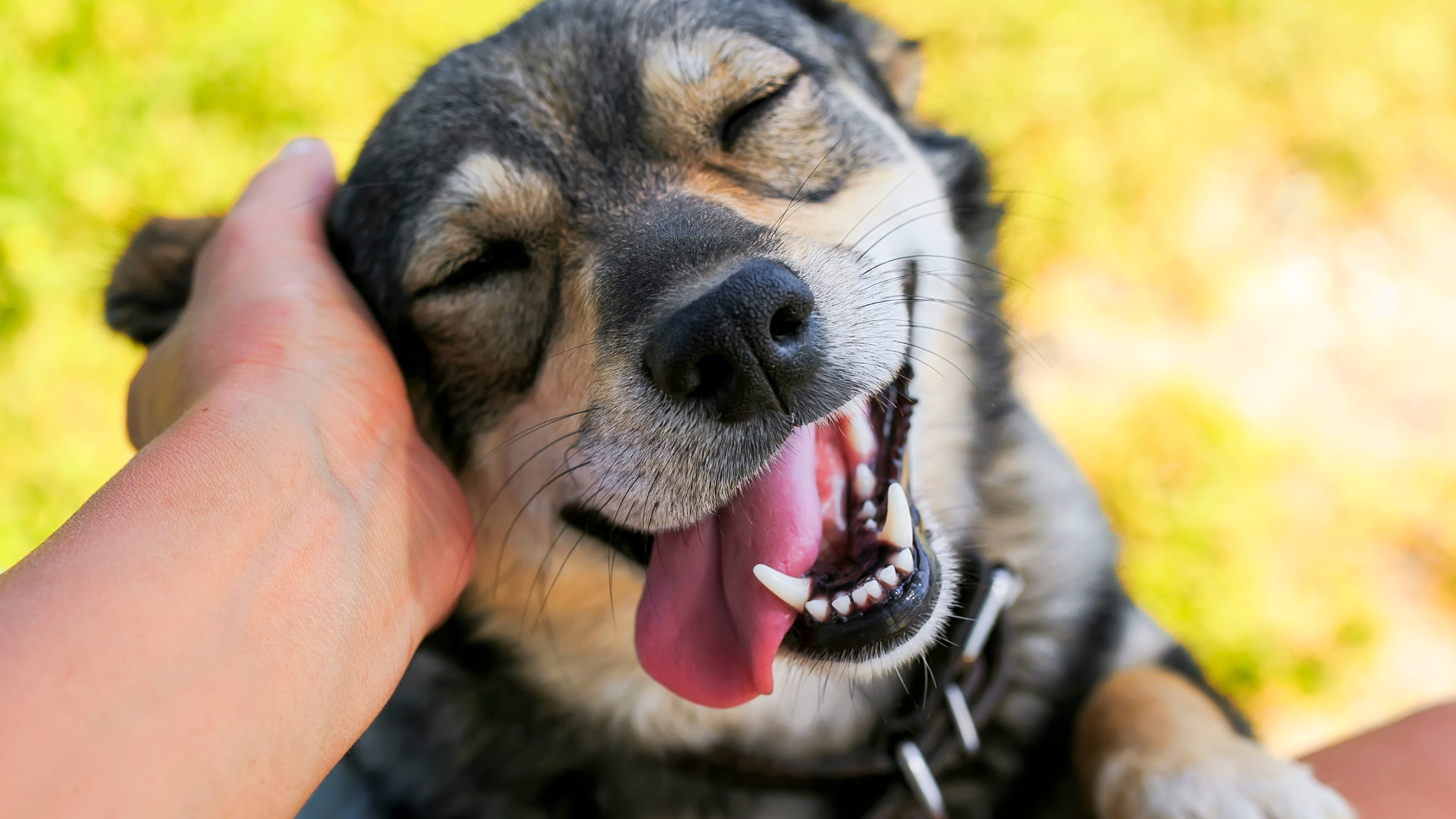 Dog eyes well up with tears after reuniting with owners