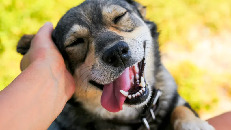 Dog eyes well up with tears after reuniting with owners