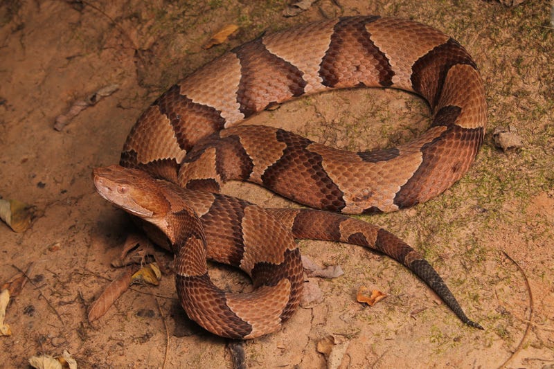 copperhead snake