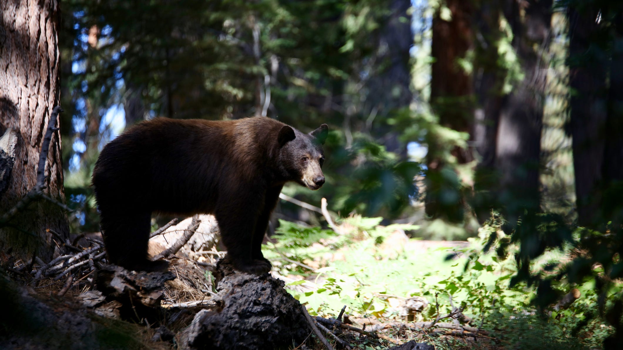 Bears make themselves comfortable in vacant South Lake Tahoe homes