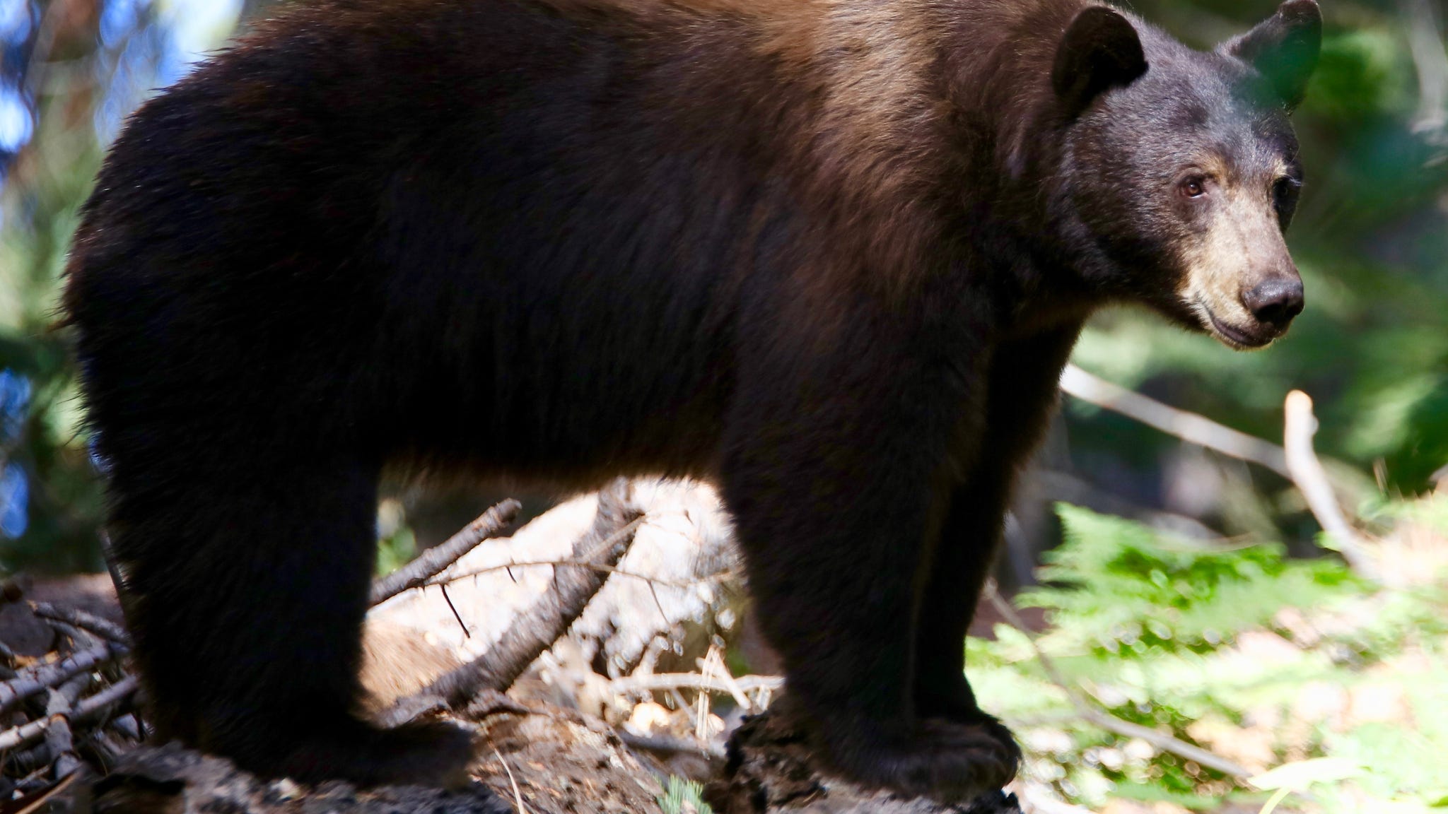 500-pound black bear dubbed ‘Hank the Tank’ wreaks havoc in South Lake Tahoe homes