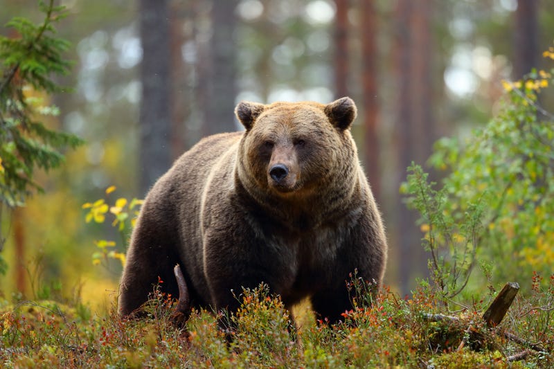 Grizzly Bear