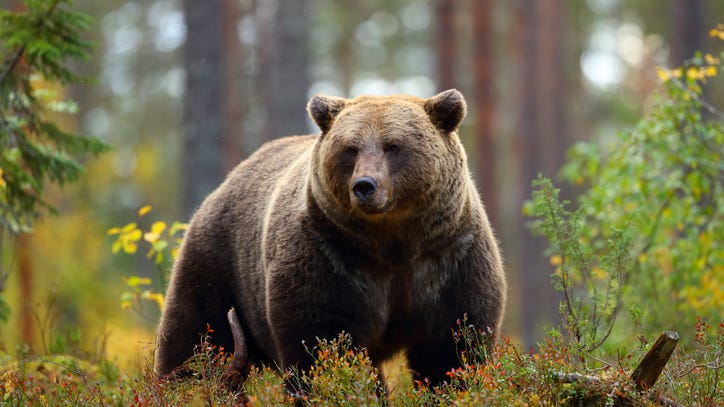 Video Shows Grizzly Bear Running Toward Screaming Hikers